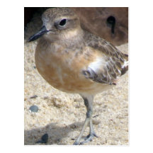 Dotterel Postcards