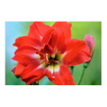 amaryllis, double, red, flowers, donna, adamski,