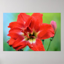 Double Amaryllis Poster