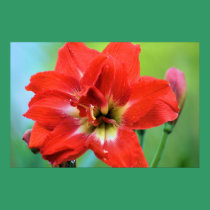 Double Amaryllis posters