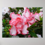 Double Azaleas Floral Photography Print