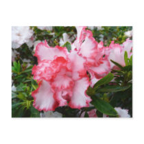 Double Azaleas Floral Postcard