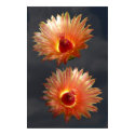 DOUBLE BARREL CACTUS ON GRAY posters by robert_coyne DOUBLE BARREL CACTUS ON GRAY posters