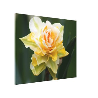 Double Beauty Daffodil Photography zazzle_wrappedcanvas