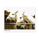 postcard, greetings, greeting card, tarjeta,