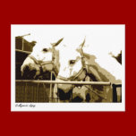 Double Beauty postcards