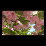 Double Blossoming Cherry Tree III Print