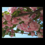 Double Blossoming Cherry Tree Photo Print