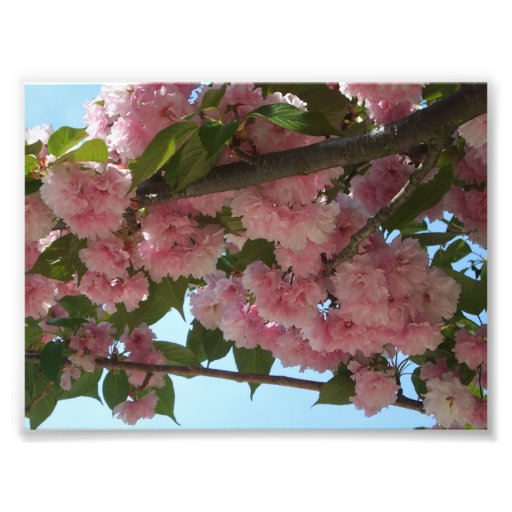 Double Blossoming Cherry Tree Photo Print