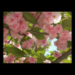 Double Blossoming Cherry Tree Photo Print