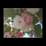 Double Blossoming Cherry Trees I Postcard