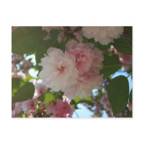 Double Blossoming Cherry Trees I Postcard