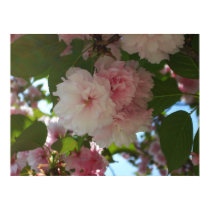 Double Blossoming Cherry Trees I Print