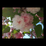 Double Blossoming Cherry Trees I Print