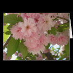 Double Blossoming Cherry Trees II Card