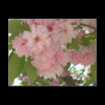 Double Blossoming Cherry Trees II Postcard