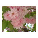 Double Blossoming Cherry Trees II Postcard
