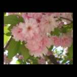 Double Blossoming Cherry Trees II Print