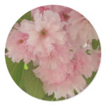 Double Blossoming Cherry Trees II Sticker