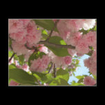 Double Blossoming Cherry Trees III Postcard