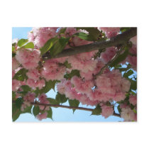 Double Blossoming Cherry Trees IV Postcard