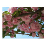 Double Blossoming Cherry Trees IV Postcard