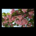 Double Blossoming Cherry Trees IV Print