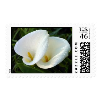 Double Calla Lily Stamp stamp