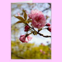 Double cherry blossoms branch cards