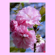 Double Cherry Blossoms cards