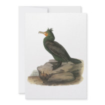 Double-crested Cormorant, John Audubon Invitations