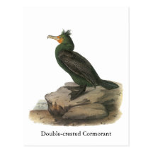 Double-crested Cormorant, John Audubon Post Cards