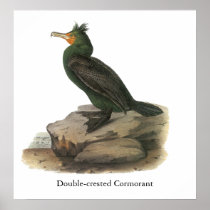 Double-crested Cormorant, John Audubon Poster