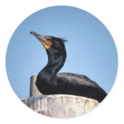 Double-crested cormorant sticker