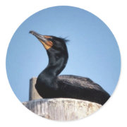 Double-crested cormorant sticker