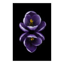 Double Crocus Poster posters