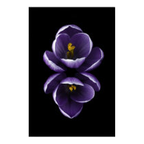 Double Crocus Poster posters