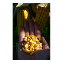 double crop corn posters