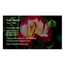 Double Delight Hybrid Tea Rose 'Andeli' White flow Business Card Templates