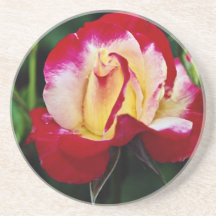 Double Delight Hybrid Tea Rose 'Andeli' White flow Beverage Coaster