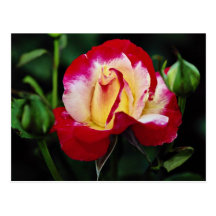 Double Delight Hybrid Tea Rose 'Andeli' White flow Postcard