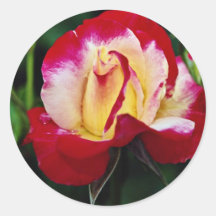 Double Delight Hybrid Tea Rose 'Andeli' White flow Round Stickers