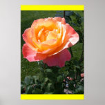 Double Delight! posters
