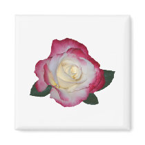 Double Delight Rose magnets