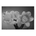 Double Delight Tulips in Monochrome Card