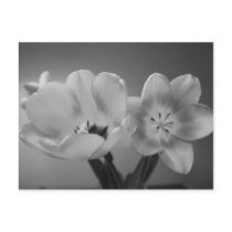 Double Delight Tulips in Monochrome Postcard