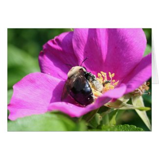 Double Duty Bee Flower Photo Greeting Or Note Card card