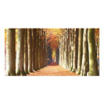 Double European Beech Alley Domaine de Mariemont Personalized Photo Card