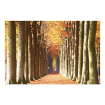 Double European Beech Alley Domaine de Mariemont Photograph