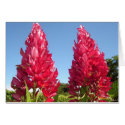 Double Flame Flower v2 cards
